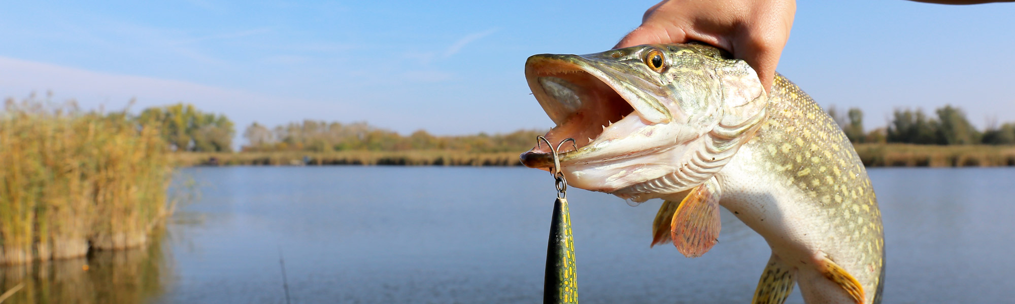 Fishing Stories